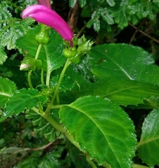 Centropogon aequatorialis