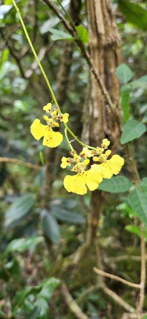 Tolumnia haitiensis
