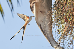 Tyrannus forficatus