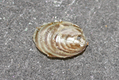Atalacmea fragilis