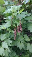 Ribes biebersteinii
