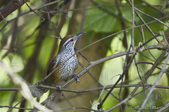 Pheugopedius maculipectus