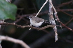 Gerygone magnirostris