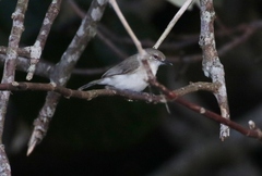 Gerygone magnirostris