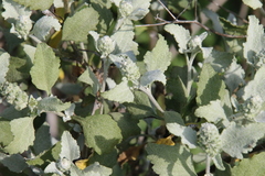 Ambrosia chenopodiifolia