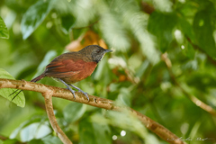 Synallaxis erythrothorax