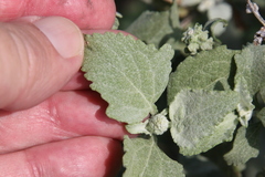 Ambrosia chenopodiifolia