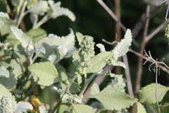 Ambrosia chenopodiifolia