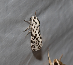 Hypercompe permaculata