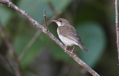 Ramsayornis modestus
