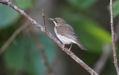 Ramsayornis modestus