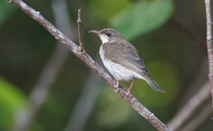 Ramsayornis modestus