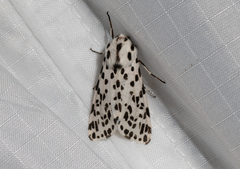 Hypercompe permaculata