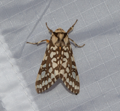 Lophocampa ingens
