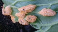 Puccinia caricina