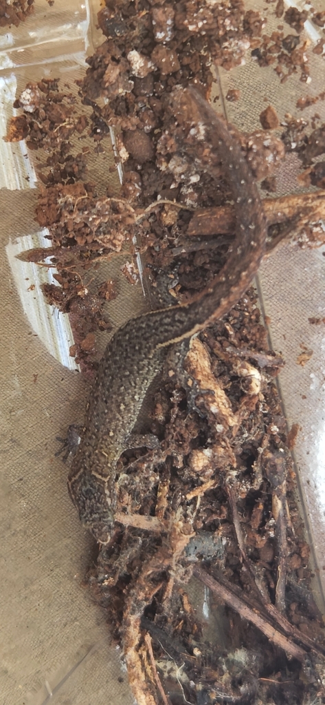 Armstrong's Least Gecko
