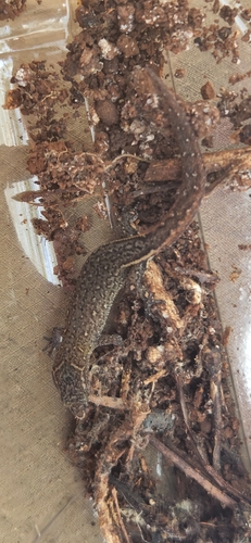 Armstrong's Least Gecko, Sphaerodactylus armstrongi