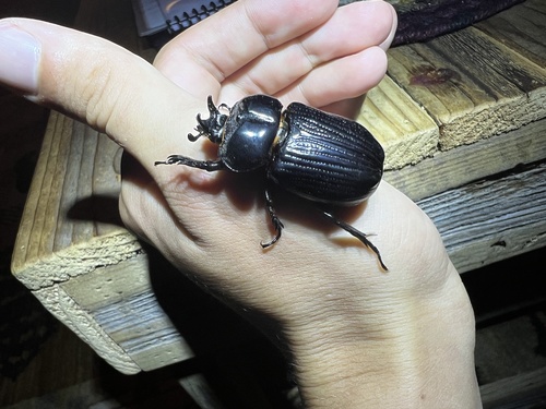 Triceratops Beetle photo 5