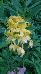 Rhododendron luteum
