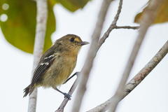 Vireo pallens