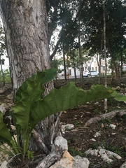Anthurium schlechtendalii