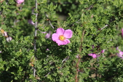 Rosa minutifolia