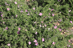 Rosa minutifolia