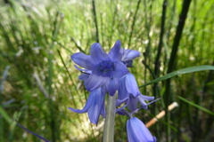 Hyacinthoides non-scripta