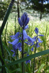 Hyacinthoides non-scripta
