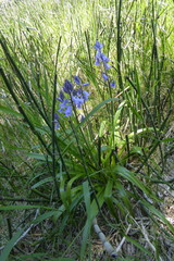 Hyacinthoides non-scripta