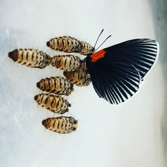 Hades noctula