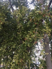 Ehretia anacua