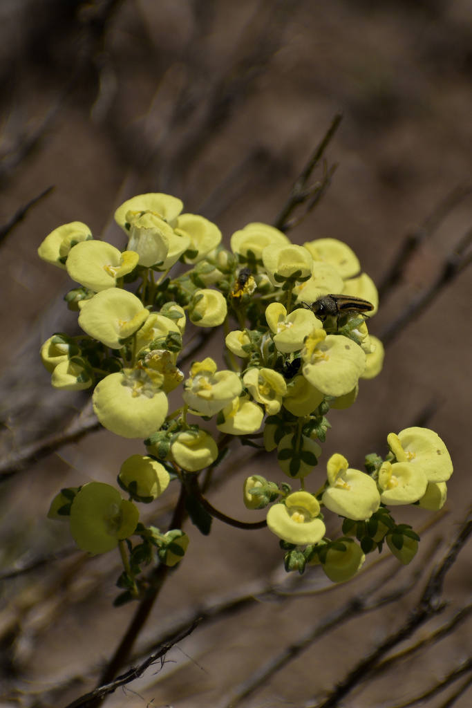 Calceolaria nudicaulis (Calceolaria nudicaulis)