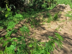 Albizia adianthifolia adianthifolia