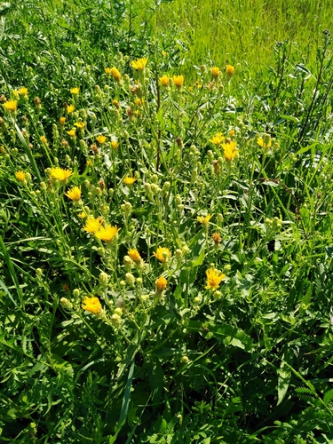 Picris hieracioides