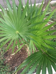 Thrinax radiata
