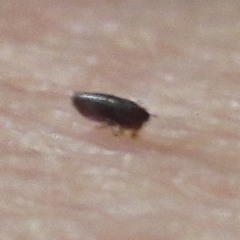 Ctenocephalides canis