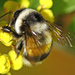 Far Eastern Bumble Bee - Photo (c) V.S. Volkotrub, some rights reserved (CC BY-NC), uploaded by V.S. Volkotrub