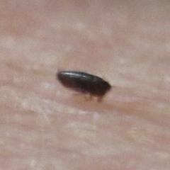 Ctenocephalides canis