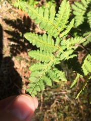 Pentagramma triangularis triangularis
