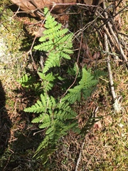 Pentagramma triangularis triangularis