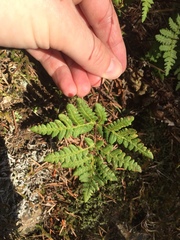 Pentagramma triangularis triangularis