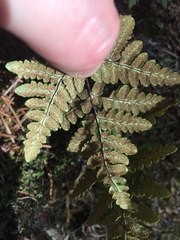 Pentagramma triangularis triangularis