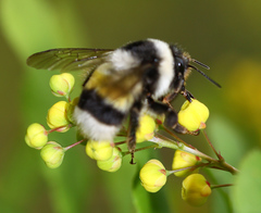 Bombus patagiatus