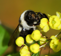 Bombus patagiatus