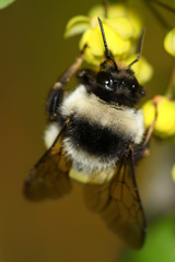 Bombus patagiatus