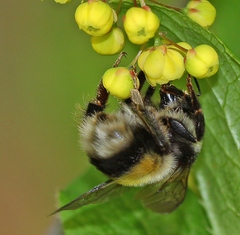Bombus patagiatus