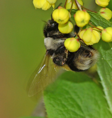 Bombus patagiatus