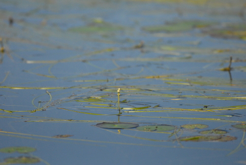 Sparganium gramineum (Sparganium gramineum)