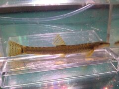 Continental Stone Loach photo 3